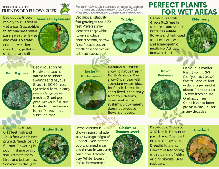 [Original size] FOYC native wet area plants (46.5 x 36 in) - Copy (2) - Copy
